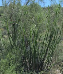 Fouquieria splendens