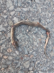 Thamnophis sirtalis pallidulus