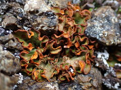 Solorina crocea