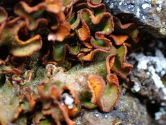 Solorina crocea