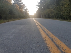 Thamnophis sirtalis pallidulus