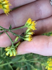 Glyptobaris lecontei