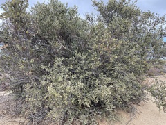 Simmondsia chinensis