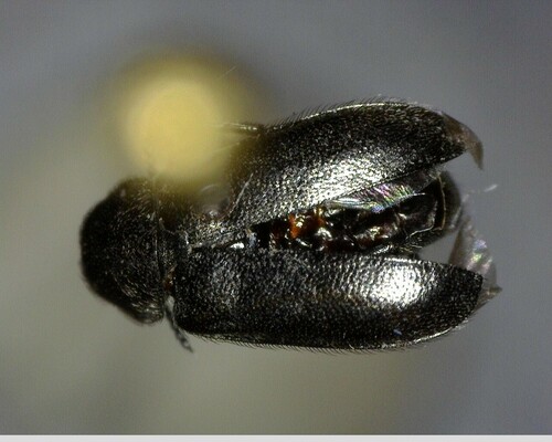 iNaturalist observation photo of Dasytinae