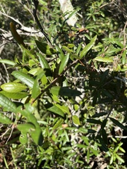Persea humilis