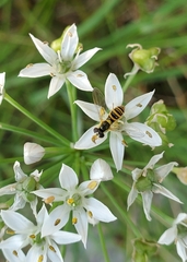 Sphaerophoria contigua