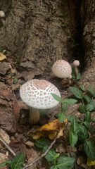 Leucoagaricus americanus