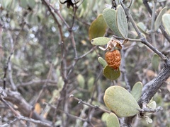 Simmondsia chinensis
