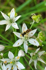 Sphaerophoria contigua