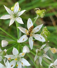 Sphaerophoria contigua