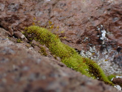 Hymenoloma crispulum