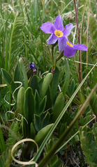 Primula angustifolia