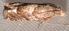 Grapholita packardi