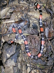 Micrurus diutius