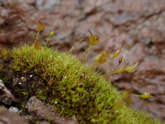 Hymenoloma crispulum