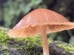Pluteus longistriatus