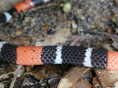 Micrurus diutius