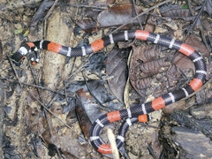 Micrurus diutius