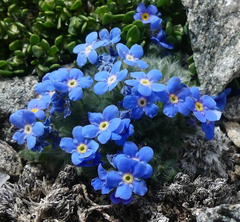 Eritrichium argenteum