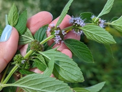 Mentha canadensis