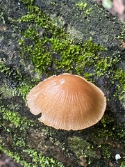 Pluteus longistriatus