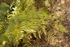 Hypolepis barringtonii