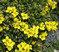 Draba oligosperma