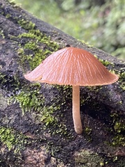 Pluteus longistriatus