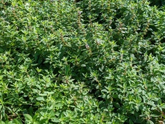 Mentha canadensis