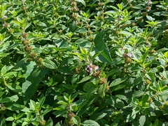 Mentha canadensis