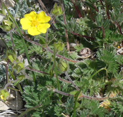 Potentilla