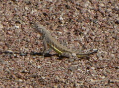 Callisaurus draconoides