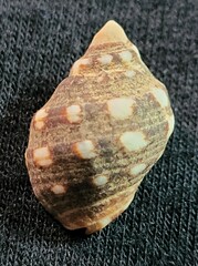 Acanthais brevidentata