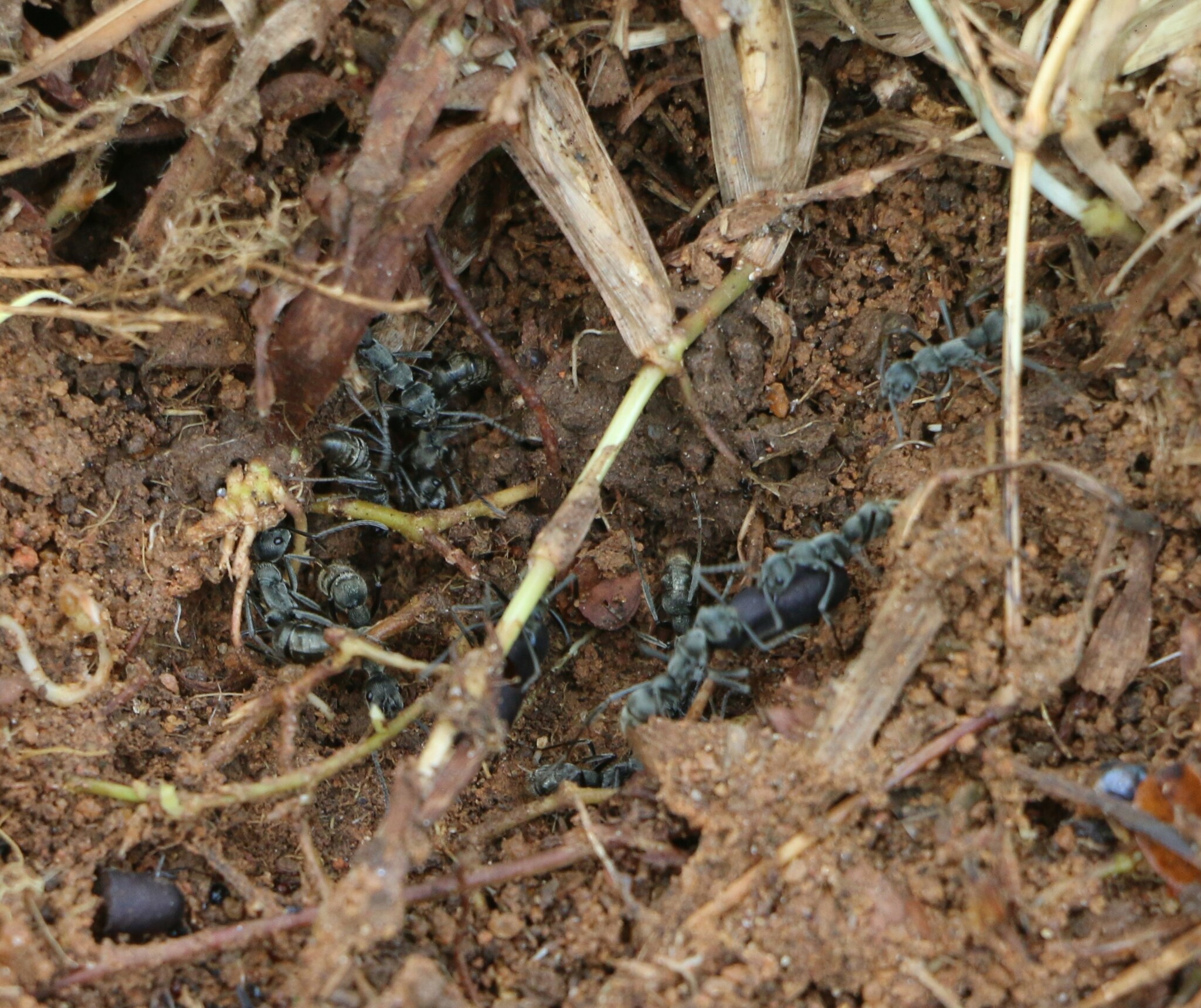 Diacamma indicum