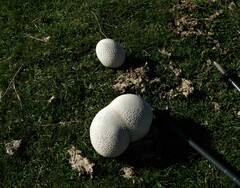 Lycoperdon utriforme