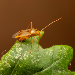 Pseudomegacoelum beckeri
