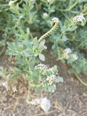 Heliotropium curassavicum