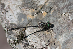 Stylogomphus albistylus