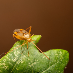 Pseudomegacoelum beckeri