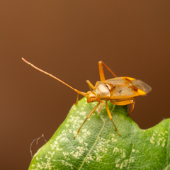Pseudomegacoelum beckeri