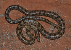 Lampropeltis calligaster