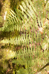 Hypolepis barringtonii