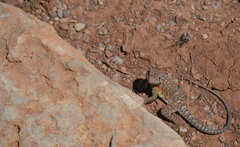 Crotaphytus collaris