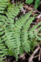 Pteridium aquilinum pubescens