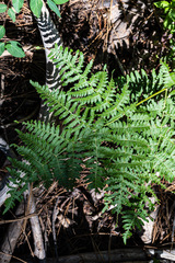 Pteridium aquilinum pubescens