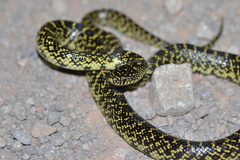 Lampropeltis holbrooki