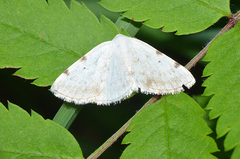 Lomographa bimaculata