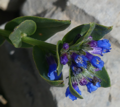 Mertensia