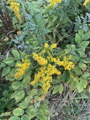 Caryophyllales