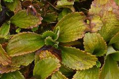 Leptarrhena pyrolifolia